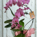 Orchid Charm: reference floral photograph