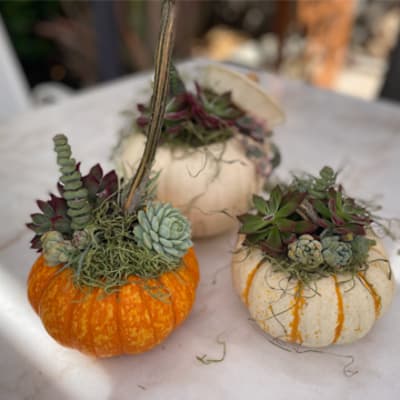Mini Pumpkin Succulent Garden: reference floral photograph